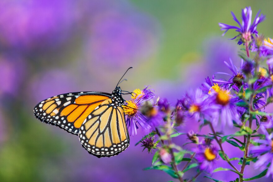 Monarch butterfly feeding on purple aster flower 
