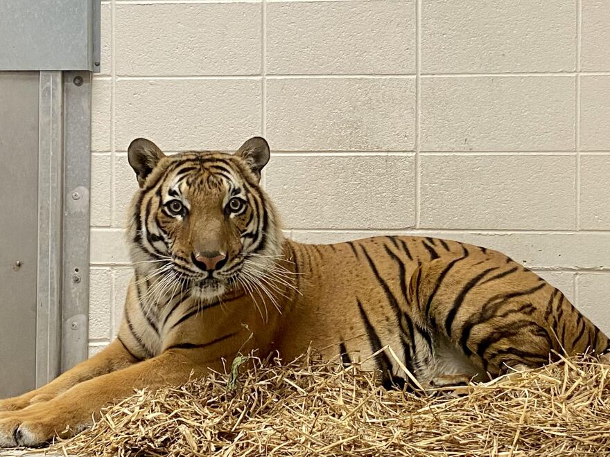 Jango, a Malayan tiger at Dickerson Park Zoo