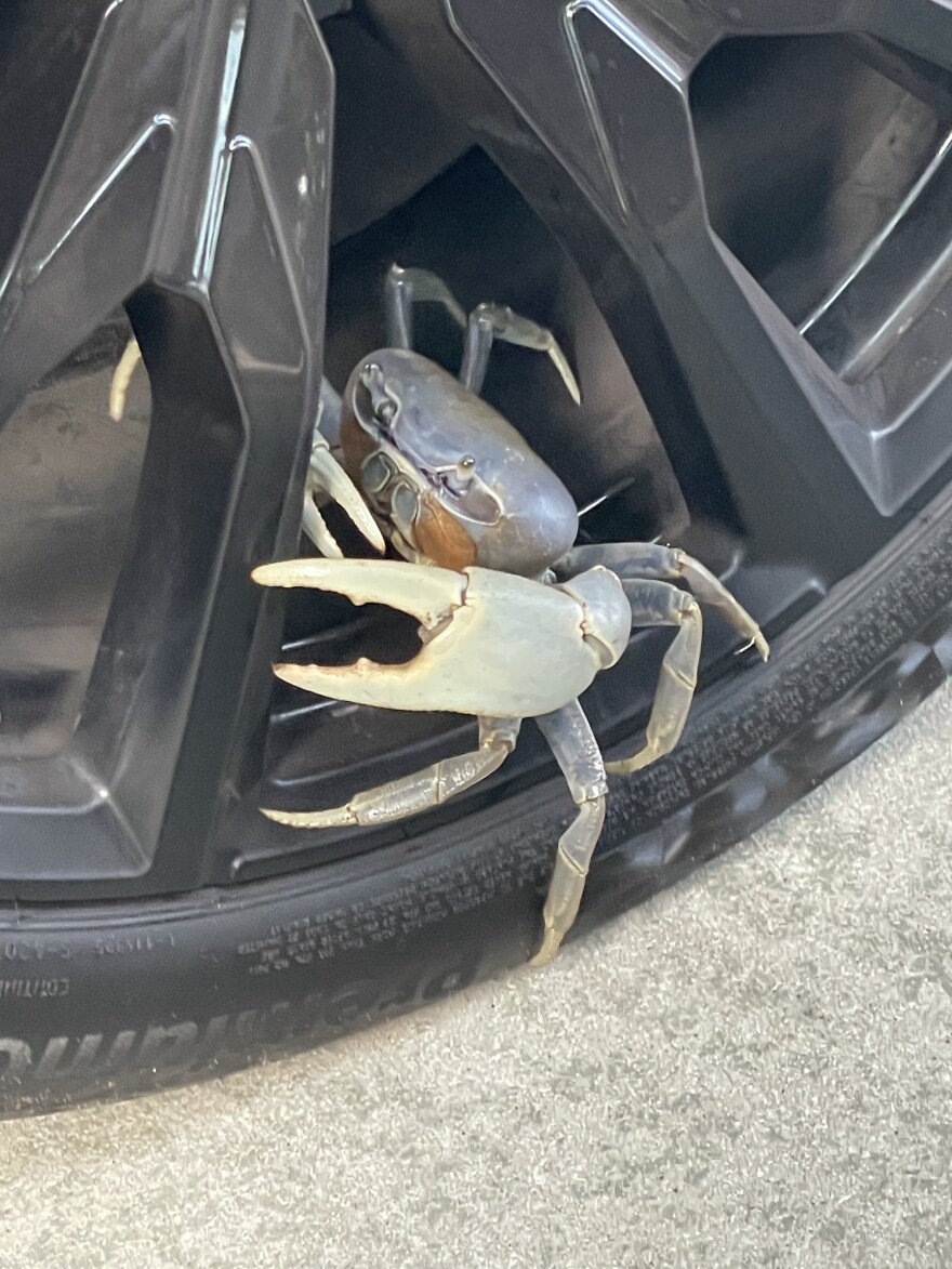North Carolina Museum of Science researcher Dr. Bronwyn Williams said a blue land crab was first found in Emerald Isle this summer. “It was the first report of a blue land crab in North Carolina,” she said.