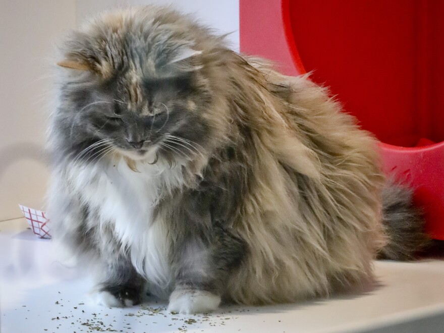 Griselda, a domestic longhair already declawed when she was surrendered by her owner for adoption, plays inside her enclosure at the Animal Haven pet shelter in New York on Tuesday. The New York Legislature has passed a bill that would make the state the first in the country to outlaw declawing a cat.
