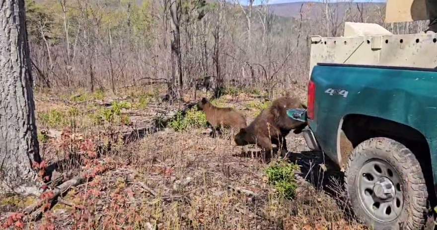 Two bears, called "Double Blue" and "Double Lavender" for their ear tags, take off into the woods after being released on April 16. Double Blue had been rescued from Charlotte County after her mother was killed by a car, and Double Lavender was found running in a road in Pittsylvania County, with no adult bears nearby. They grew up with five other orphaned cubs at the Wildlife Center of Virginia over the past year.