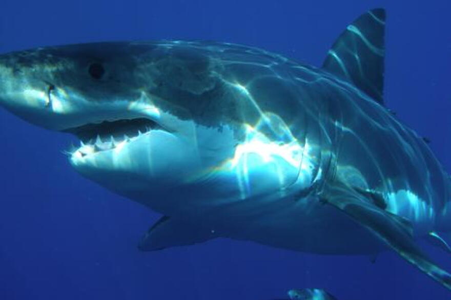 How old is this white shark? New research suggests the answer may be older than previously thought.