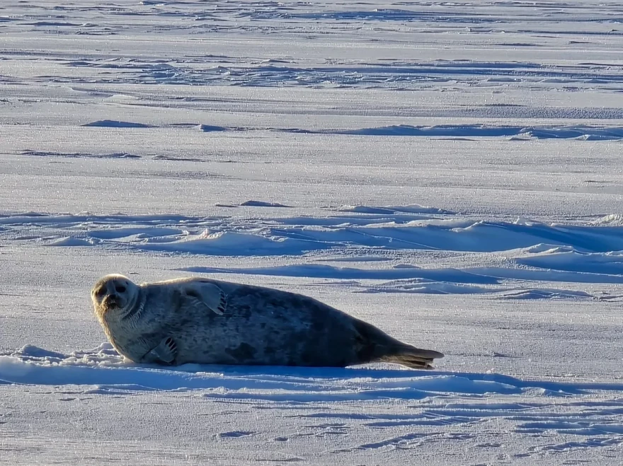 Ringed seal on the sea ice near Tikiġaq, Alaska.