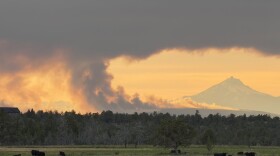 Cows graze in front of the Akawa Butte Fire in Central Oregon.