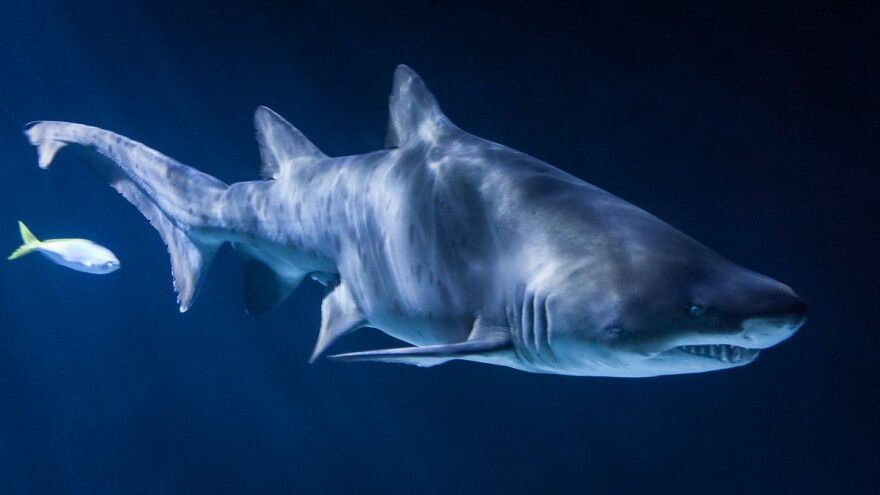 Researchers examined the genomes of some creatures with a truly ancient lineage: sharks.