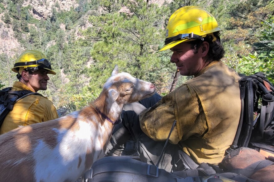 A goat sits with two wildland firefighters wearing yellow helmets.