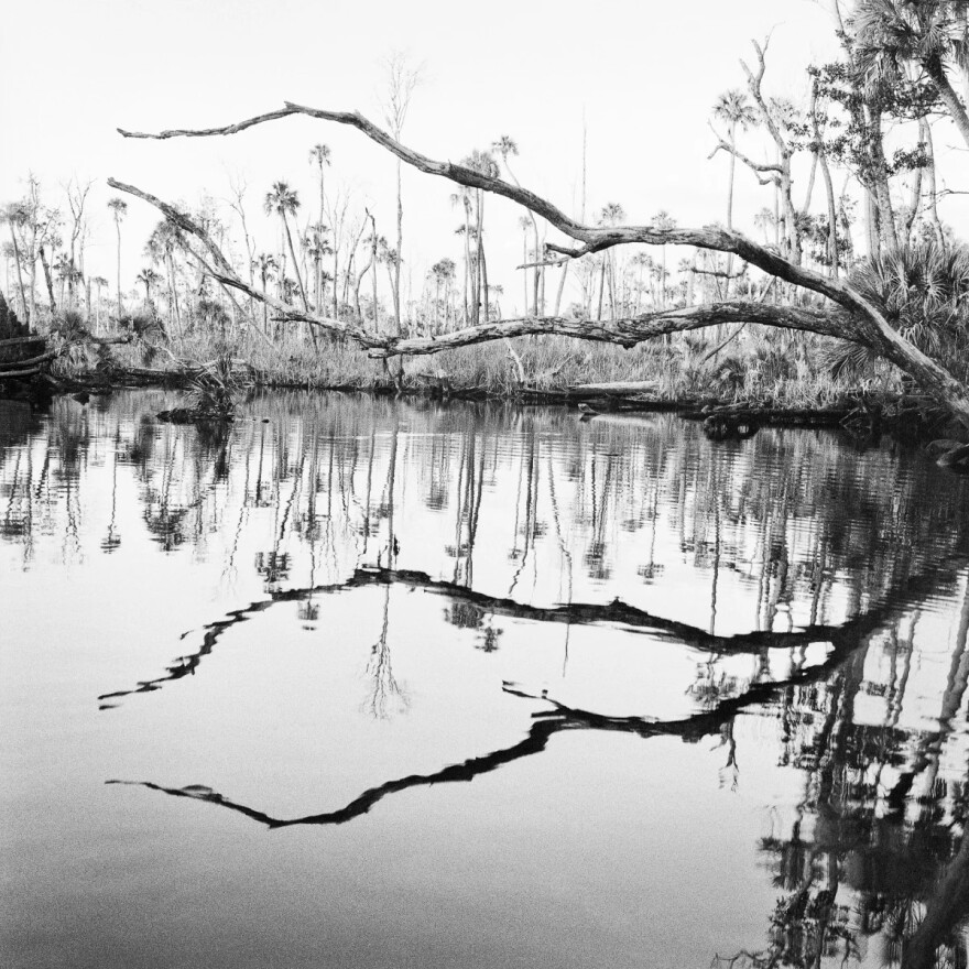 Dead trees arching over a river