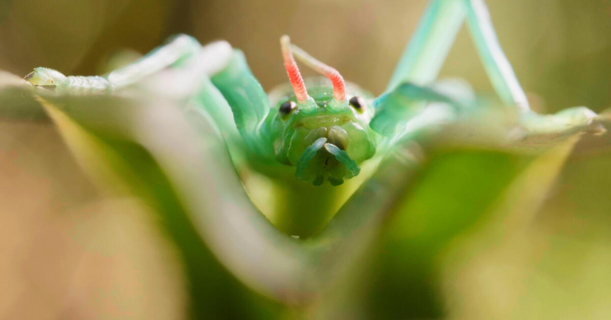 Secrete Insect This Stick Insect Has a Peppermint-Scented Secret Weapon
