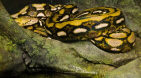 Kaa, the new python at Woodland Park Zoo.
