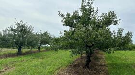 Chuck and Diane Southers' apple orchard stretches over about 30 hilly acres in Concord, New Hampshire. A hard freeze in May killed most of their apple crop.