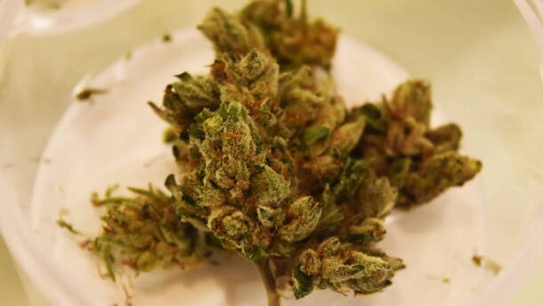 A marijuana flower.