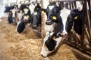 This is an image of black and white dairy cows eating hay in the stable.