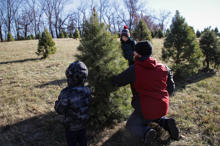 A man in a red coat kneels next to a pine tree. Two young boys stand and sit beside him, readying to cut down the tree.