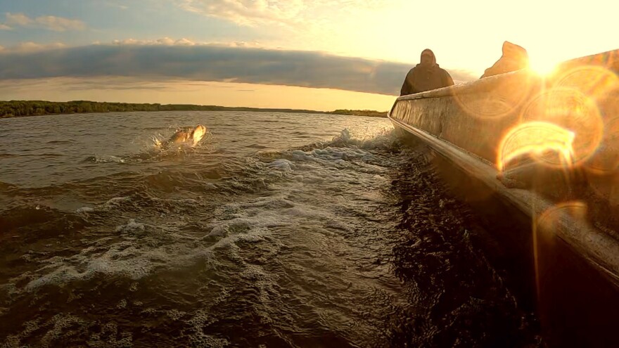 Asian Carp