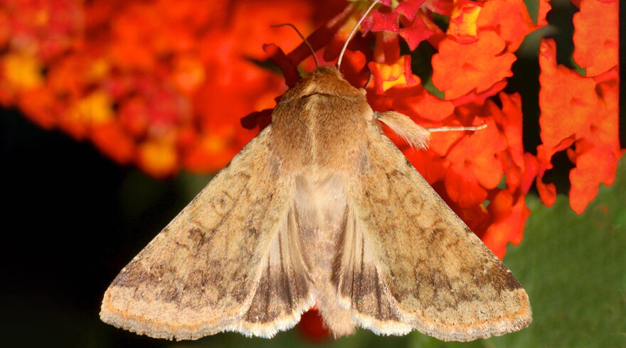 A corn earworm moth