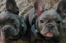 Tonya Bostick’s two healthy French bulldogs, Blu (left) and Bruno, passed away hours after she dropped them off at Doggie Queen’s Pet Palace.