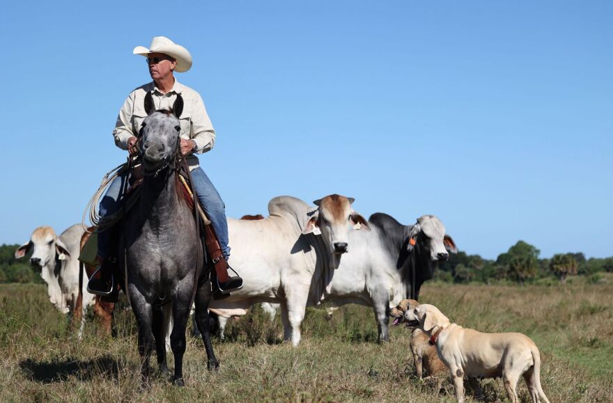  Tad Corrigan poses for a photo with cattle on his ranch property near DeLuca Preserve on Nov. 8, 2021. 

