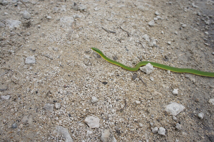 It's home to many plants and animals. Here, a Florida Rough Green Snake.