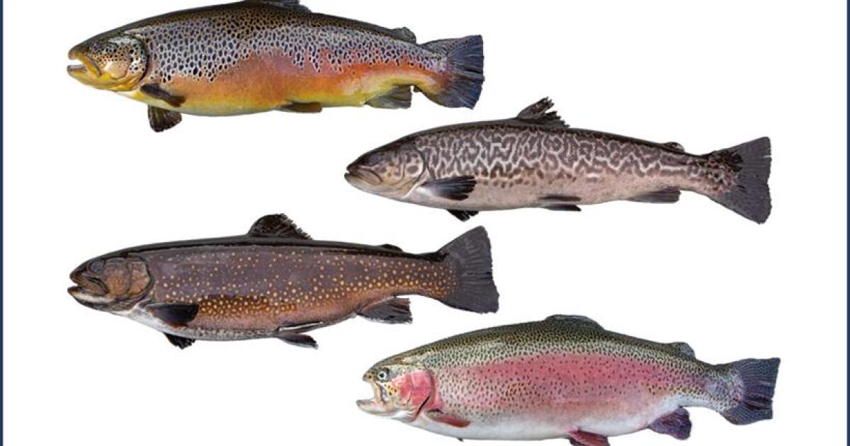 Four trout varieties that are stocked in local waters CAI
