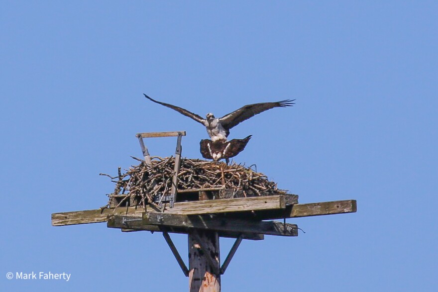 “Celebratory copulation” of Ospreys