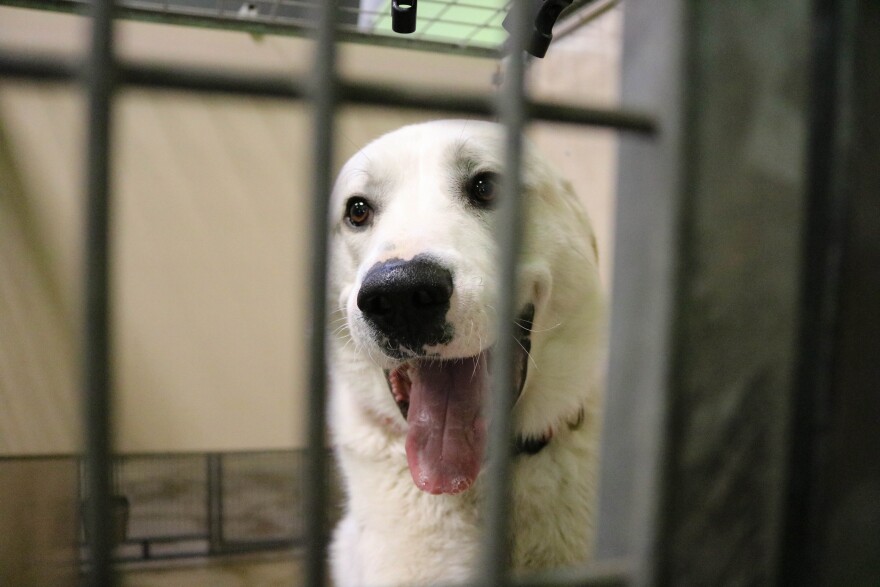 Zeus was adopted and then taken back shortly after. He's been at the shelter a while. Hansen said it takes them a minute to readjust and control their anxiety. "You can see the sadness when they walk back in after only being gone for a week and they just really don't want to be back here and they don't really understand it when they do," he said.