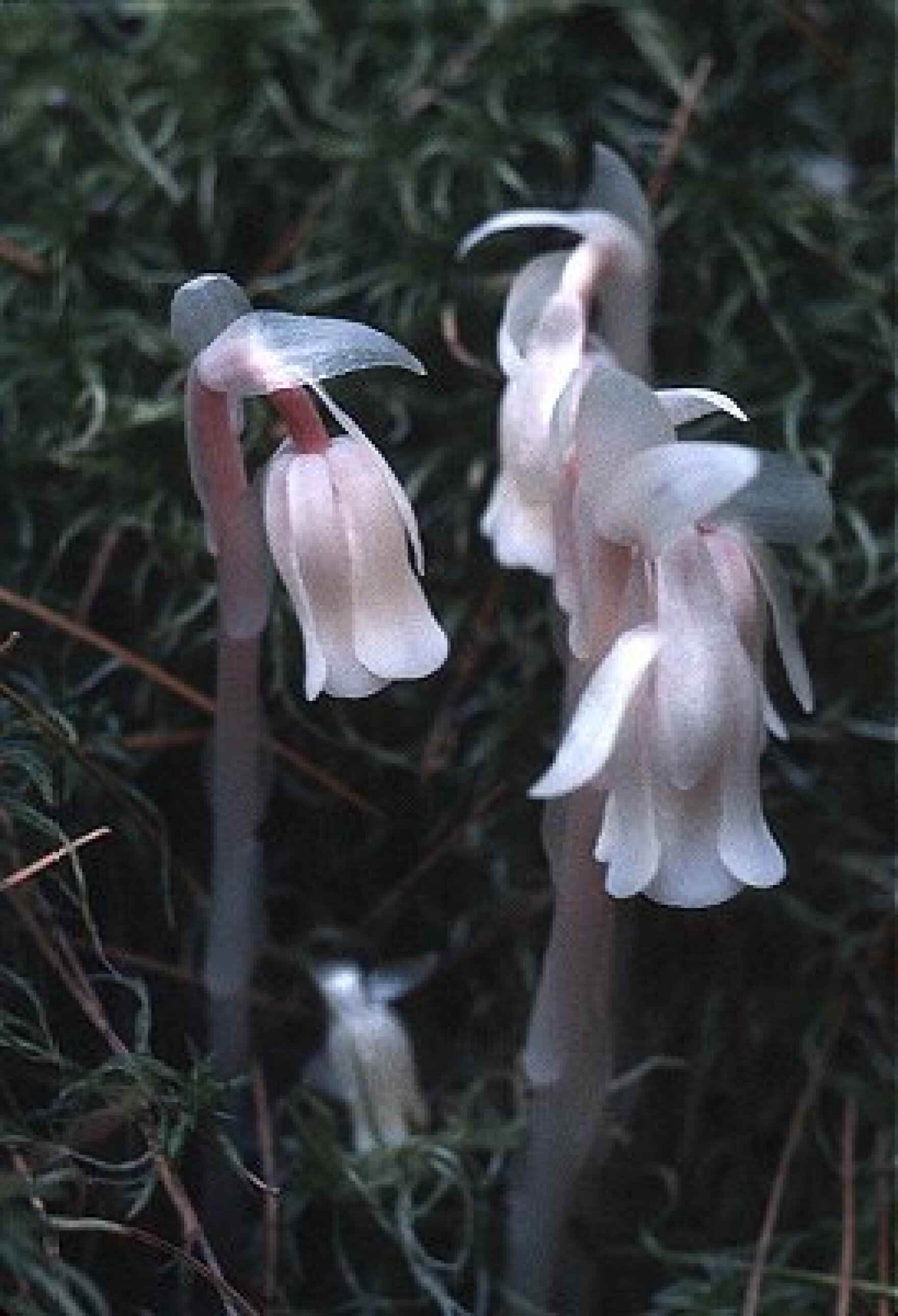 The Ghost Plant - Indian Pipe | WXPR