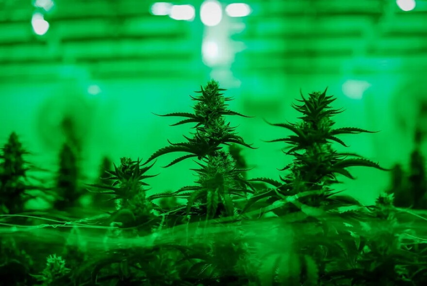  A majority of Texans support legalizing cannabis, according to a February poll from the University of Texas at Austin and The Texas Tribune.