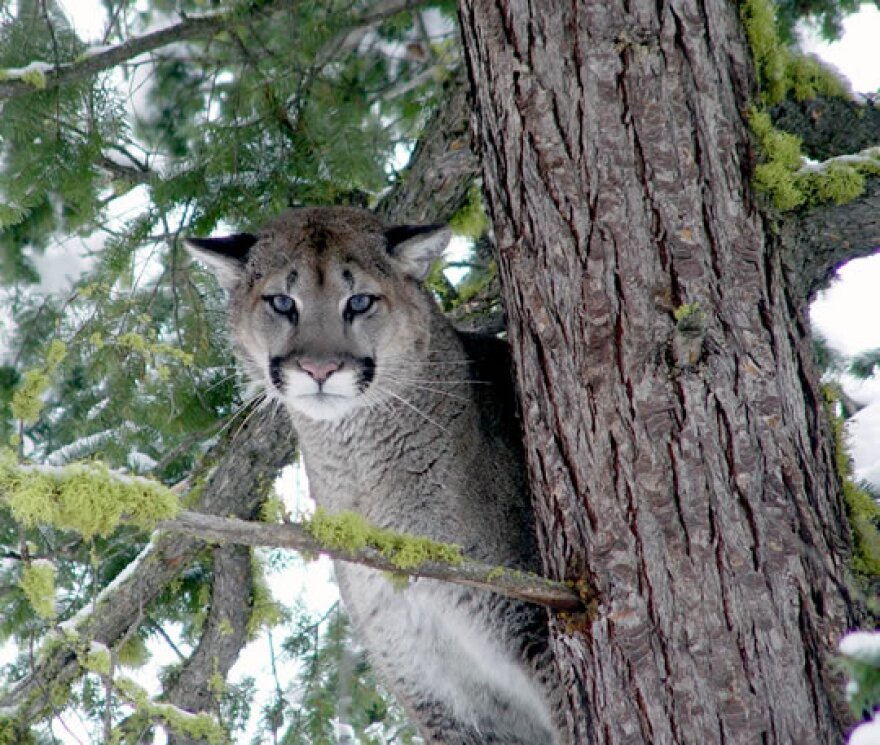 An adult mountain lion