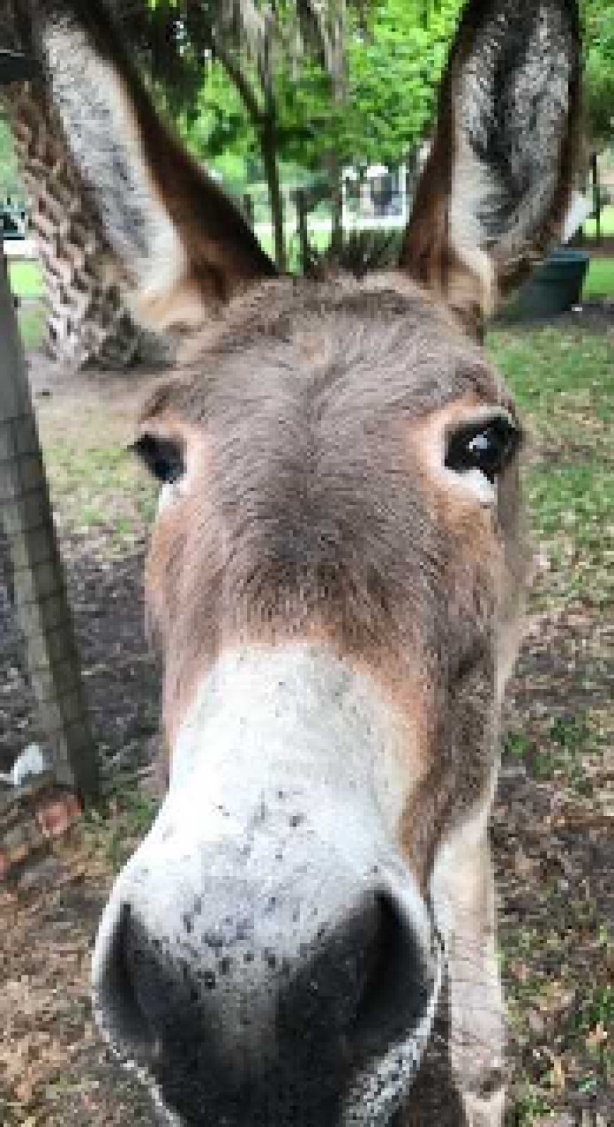 donkey.png