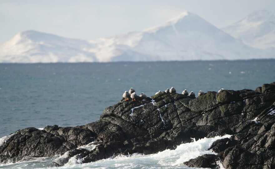 Emperor geese on Shemya Island, with Agattu Island in the background.