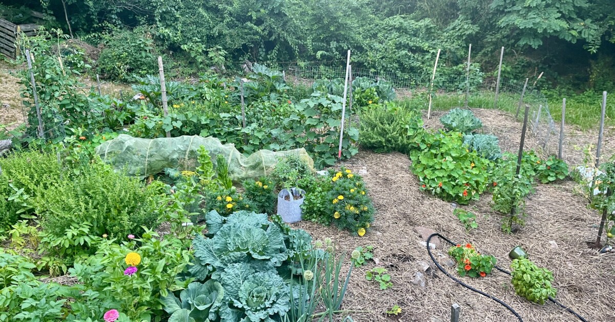 Reflections on spring from a Wellfleet gardener