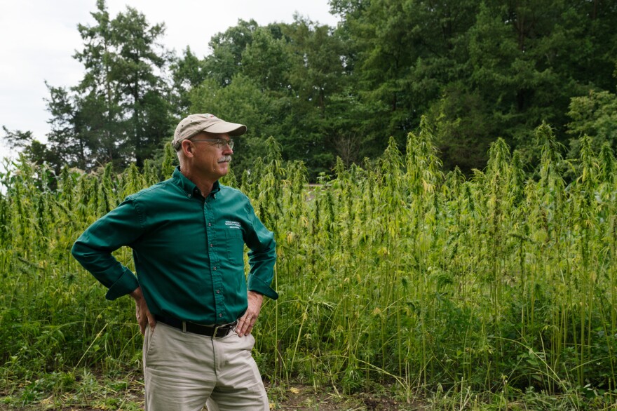 Dean Norton, the director of horticulture at Mount Vernon, stands in front of the plot of hemp grown this year.