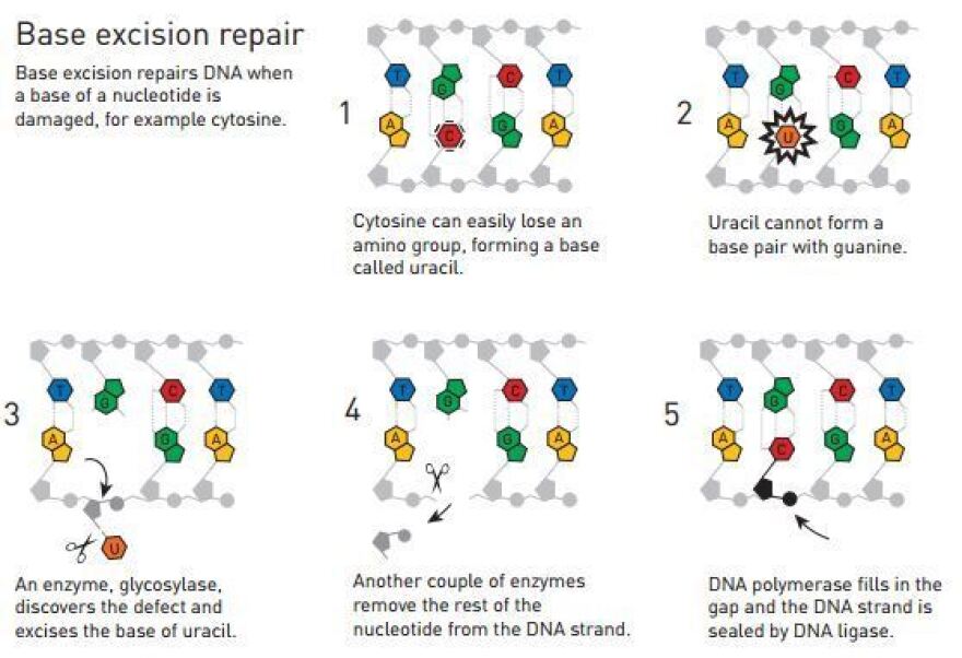 Tomas Lindahl showed that DNA undergoes constant change — and that cells have ways to repair that damage at the molecular level.