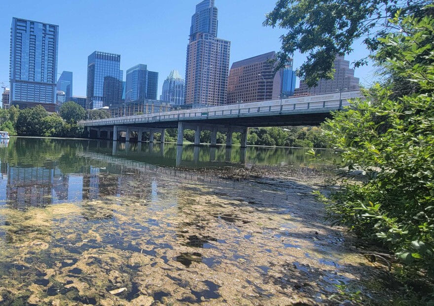  Yellow and green-colored plant life on the surface of Lady Bird Lake next to the Congress Avenue bridge with the skyline in the background.