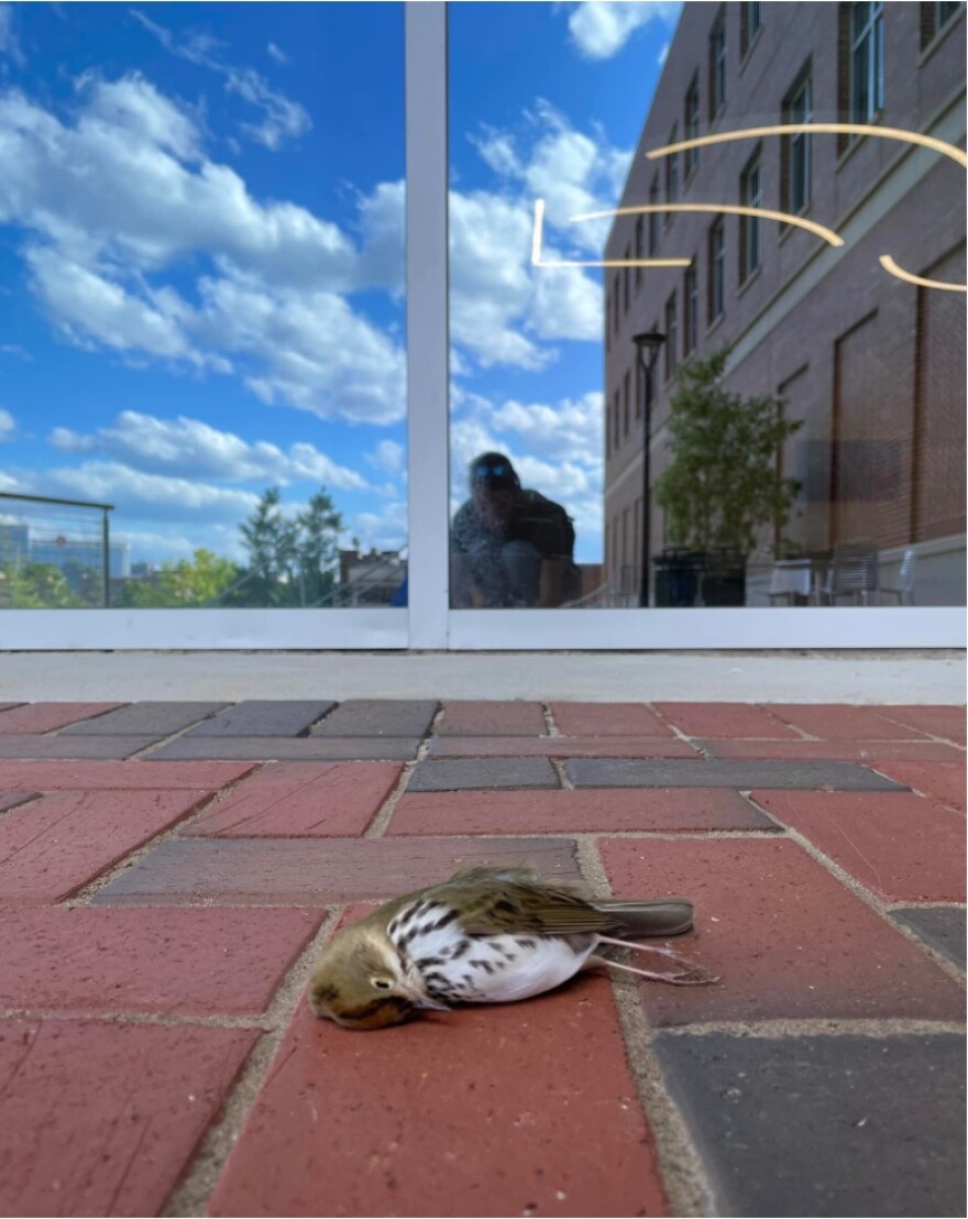 An ovenbird lies dead on a brick sidewalk after colliding with a window at the University of Alabama in Birmingham.
