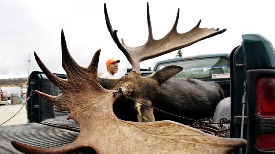 A large bull moose is inspected by a hunter at a weigh station in Maine.