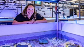 Woman looking over a pool full of coral