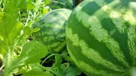 Watermelons growing on the vine in a Kansas garden.