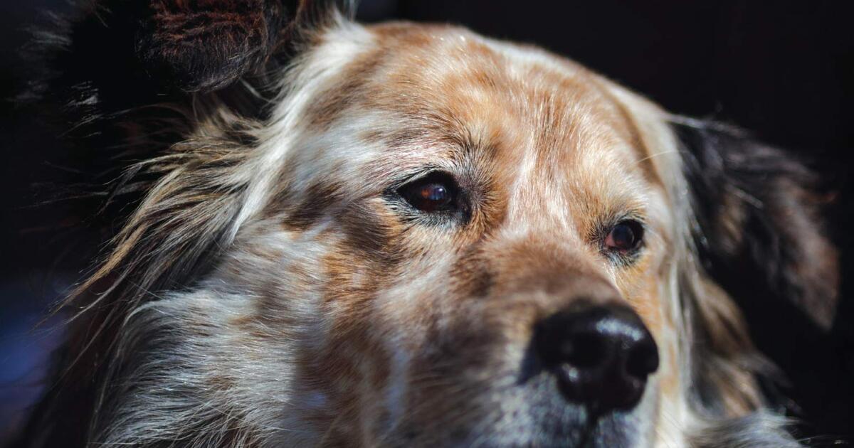 “The Speckled Beauty A Dog and His People, Lost and