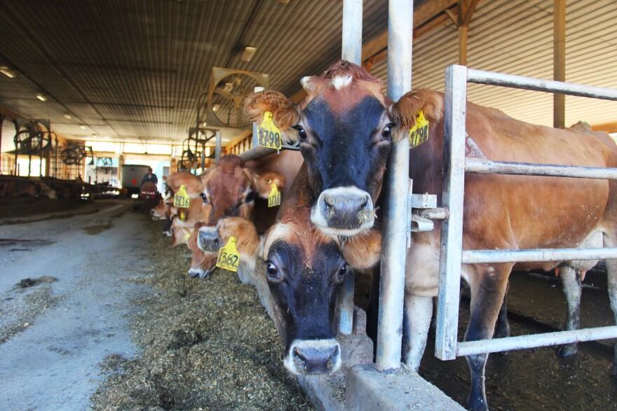 Cow in their pen in a barn.