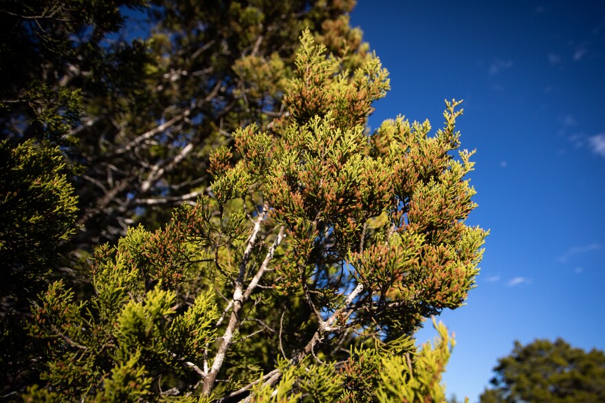 Pollen from Ashe juniper trees trigger IgE antibodies.