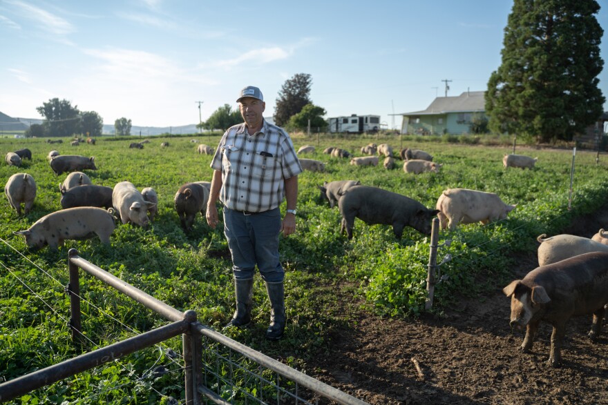 In a fenced off area, a farmer stands on a dividing line between mud, where some pigs are cooling off, and grass where other hogs are grazing. Facing the camera he's wearing high rise, waterproof boots, and a plaid t-shirt with a cap that reads "McIntyre Farms" on his head. It's a clear sunny morning. 