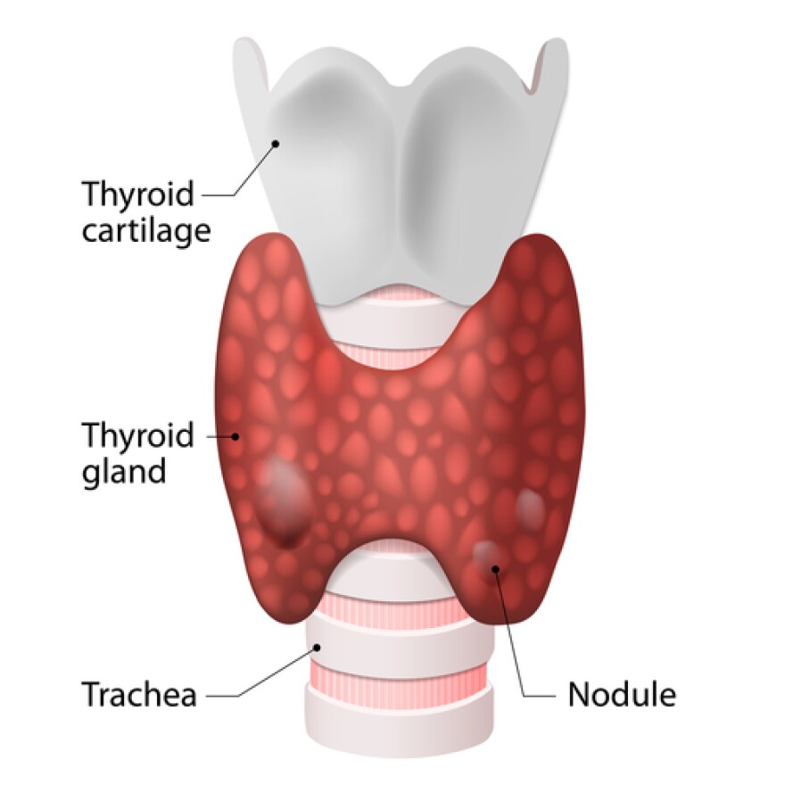 Anatomy of the thyroid