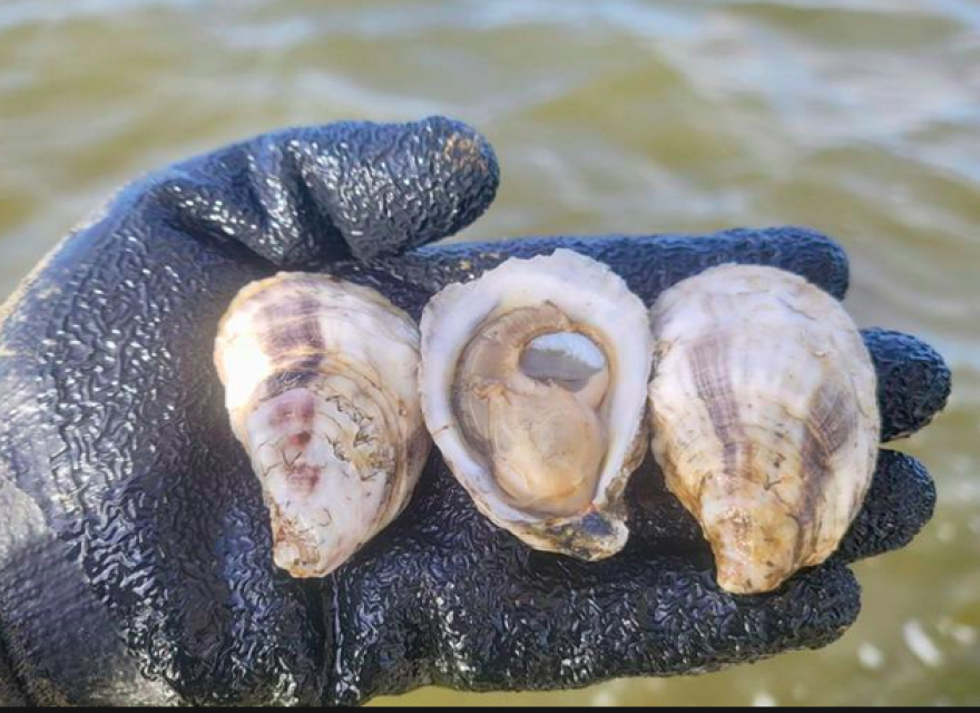 Oysters from Bayou Rosa Oyster Farm