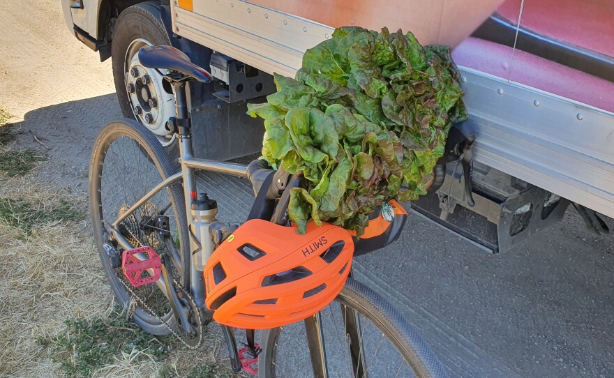 Gleaned lettuce from Chamisal Vineyards headed for a good home