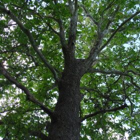 The sycamore tree where Barb Agnew first spotted monarch butterflies and led to years of stewardship.