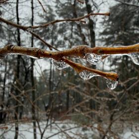 A knobbly twig is covered in glassy ice in a winter forest.