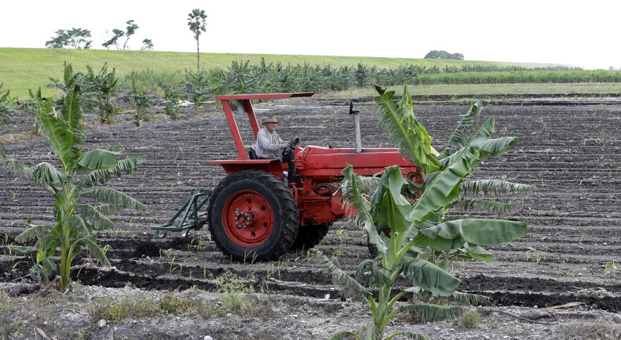 A farmer prepares a field for his banana crop, Thursday, Oct. 19, 2017, on the south side of Lake Okeechobee, near Lake Harbor, Fla. 