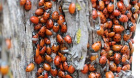 convergent-ladybug