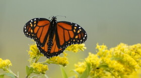 FILE - In this Sept. 11, 2020 file photo, a Monarch butterfly pauses in a field of Goldenrod at the Flight 93 National Memorial in Shanksville, Pa. In scientific papers released Monday, Jan. 11, 2021, scientists say they worry that the world is losing about 1% or 2% of its insects each year to climate change, insecticides, herbicide, land use changes, invasive species and light pollution. Monarch butterflies are among well known species that best illustrate insect problems and declines, according to University of Connecticut entomologist David Wagner, lead author in the special package of studies written by 56 scientists from around the globe. (AP Photo/Gene J. Puskar)